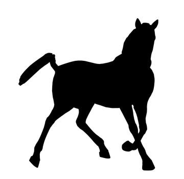 Black horse art illustration silhouette on a white background