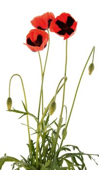 Bouquet from the field poppies broken on a meadow