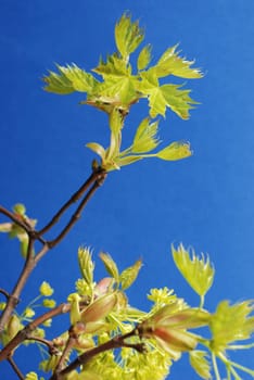 Lime tree leaves in spring