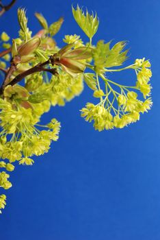 Lime tree leaves in spring