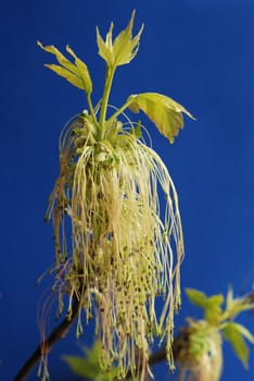 Branch with green leaves at spring