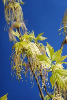 Branch with green leaves at spring