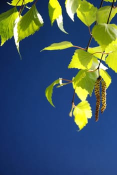 Branch of birch in spring