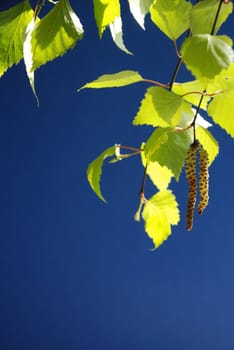 Branch of birch in spring