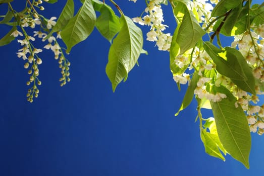 Branch of bird cherry in bloom.