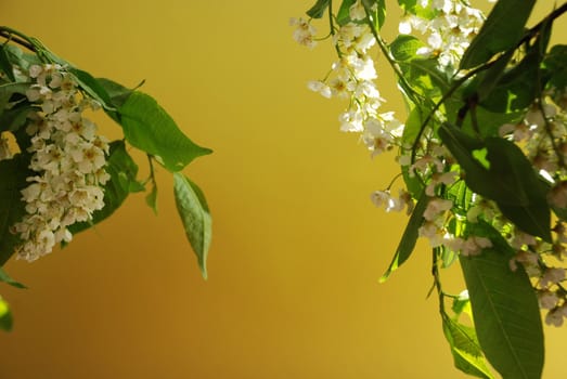 Branch of bird cherry in bloom.