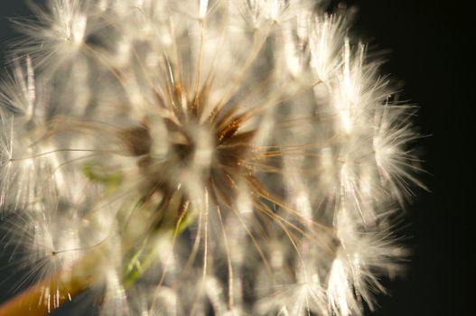 Dandelion Macro with narrow depth of field.