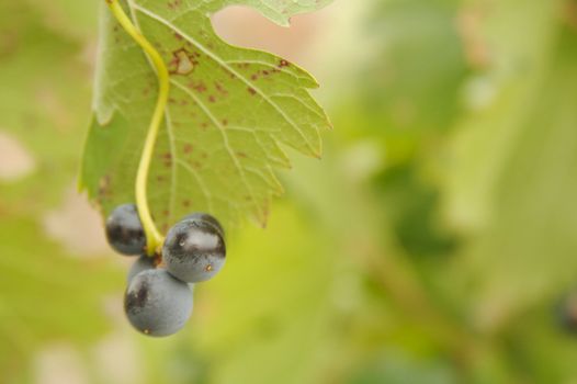 Beautiful Grapes, Leaves & Vines In the Morning Sun