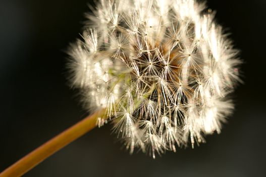 Dandelion Macro with narrow depth of field.