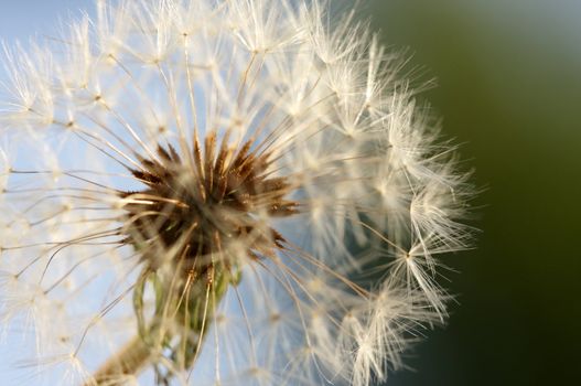 Dandelion Macro with narrow depth of field.