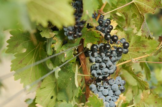 Beautiful Grapes, Leaves & Vines In the Morning Sun