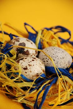 Quail mottled eggs decoration in a nest