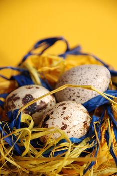 Quail mottled eggs decoration in a nest