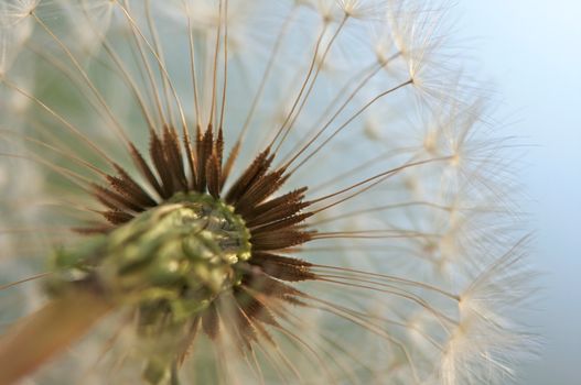 Dandelion Macro with narrow depth of field.