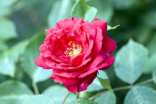 beautiful wild red rose