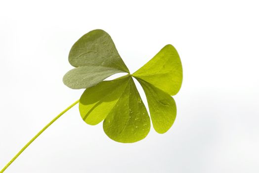 Three-leaved clover leaf on the white background