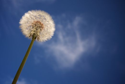 Dandelion Against Deep Blue Sky. Plenty of room for your own text.