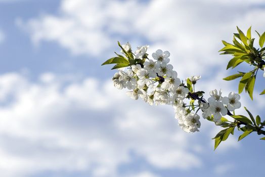 Tree branch with cherry flowers over blue sky background.