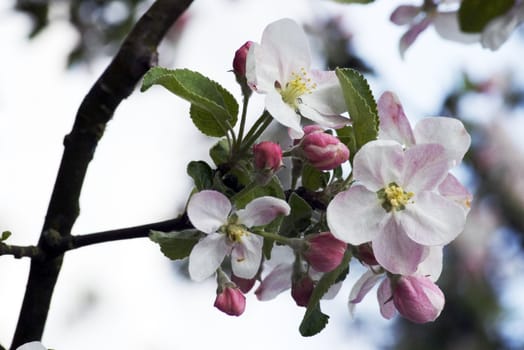 Closeup of apple blossoms
