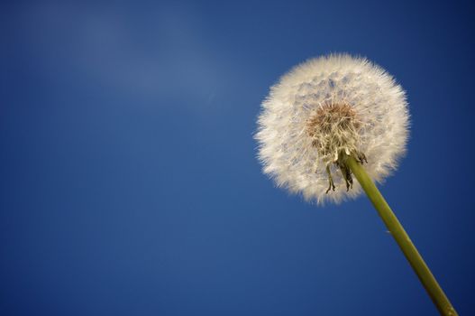 Dandelion Against Deep Blue Sky. Plenty of room for your own text.