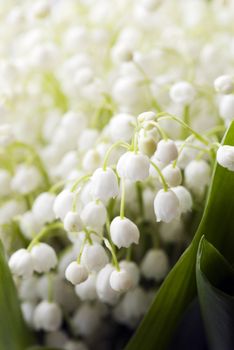 Lily of the valley