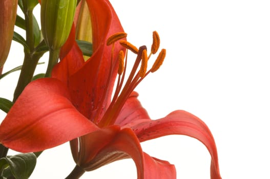 Beautiful Asiatic Lily Bloom on a White Background.