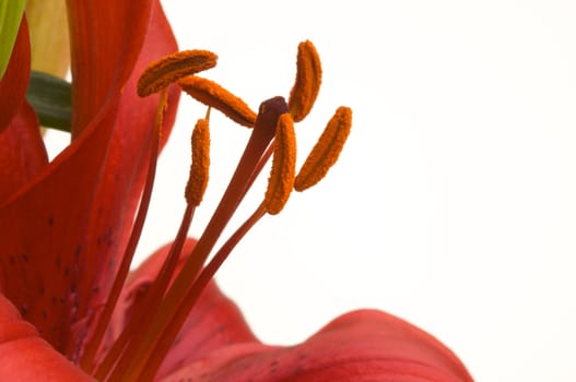 Beautiful Asiatic Lily Bloom on a White Background.