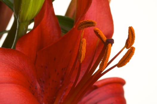 Beautiful Asiatic Lily Bloom on a White Background.