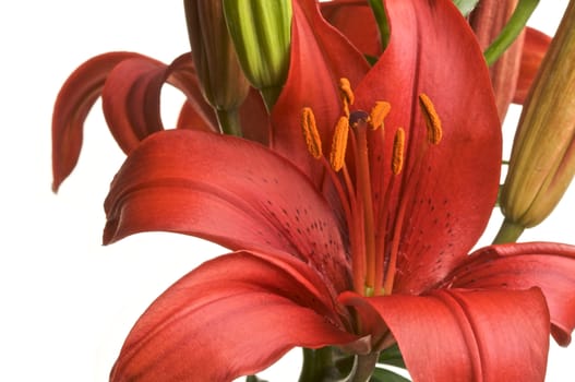 Beautiful Asiatic Lily Bloom on a White Background.