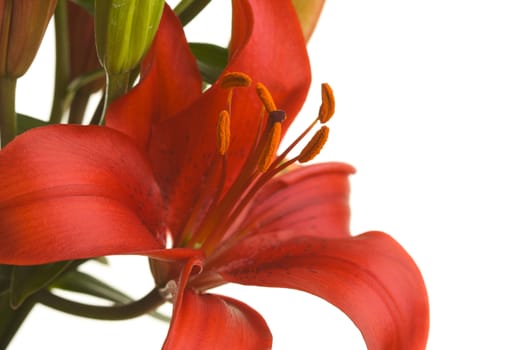 Beautiful Asiatic Lily Bloom on a White Background.