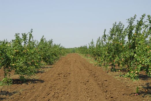 Road with apples trees. Garden in Russian facilitie