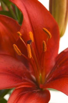 Beautiful Asiatic Lily Bloom Maro