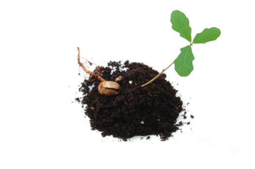 A young plant isolated on a white background
