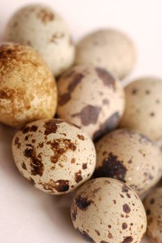 Quail mottled eggs close up