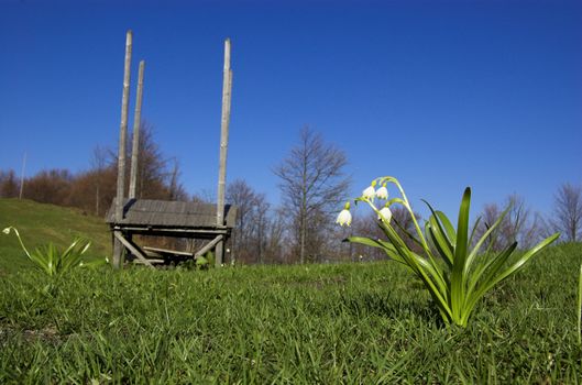 First snowdrop with a haystack