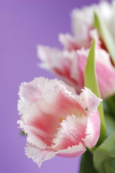 A lot of tulips on a violet background