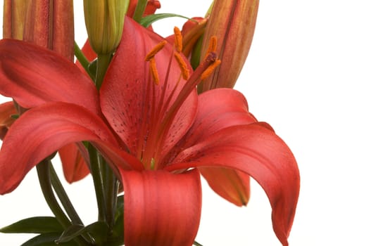 Beautiful Asiatic Lily Bloom on a White Background.