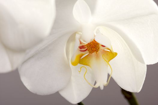 Beautiful White Macro Orchid Flower Blossom.