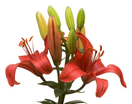 Beautiful Asiatic Lily Bloom on a White Background.