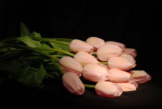 A lot of tulips on a black background