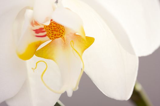 Beautiful White Macro Orchid Flower Blossom.