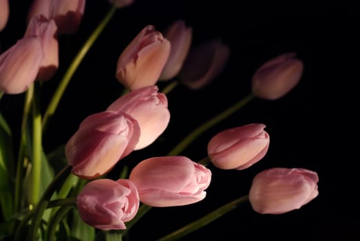 A lot of tulips on a black background