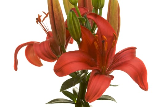 Beautiful Asiatic Lily Bloom on a White Background.