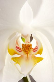Beautiful White Macro Orchid Flower Blossom.