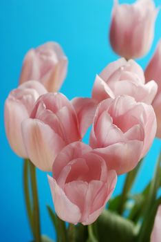 A lot of tulips on a blue background