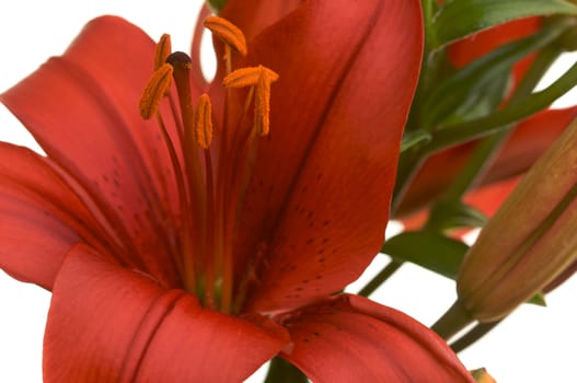 Beautiful Asiatic Lily Bloom on a White Background.