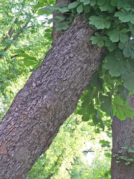 Two old chestnut trees