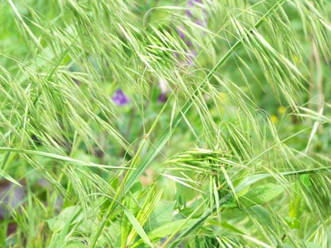 Close up of the plants on the field