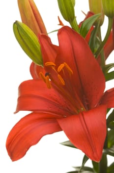 Beautiful Asiatic Lily Bloom on a White Background.