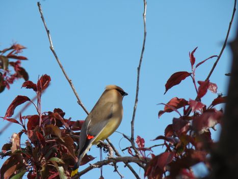 Cedar Waxwing perched on a branch 